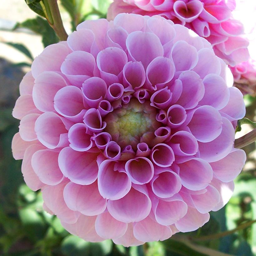 Dahlia Pompon Stolze von Berlin (Floraison)