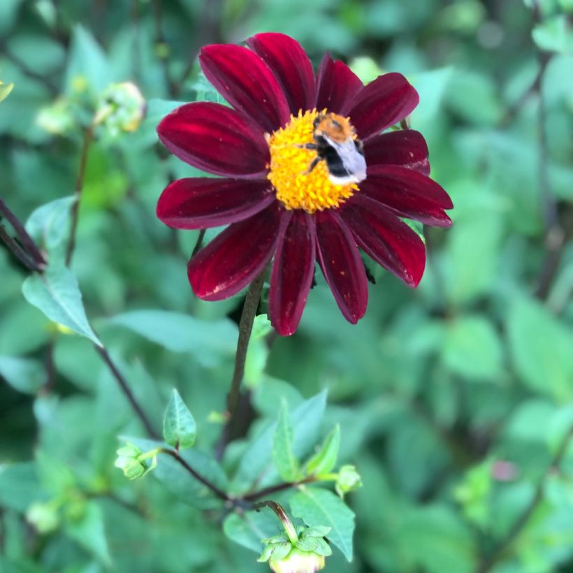 Dahlia Still Going Strong  (Floraison)