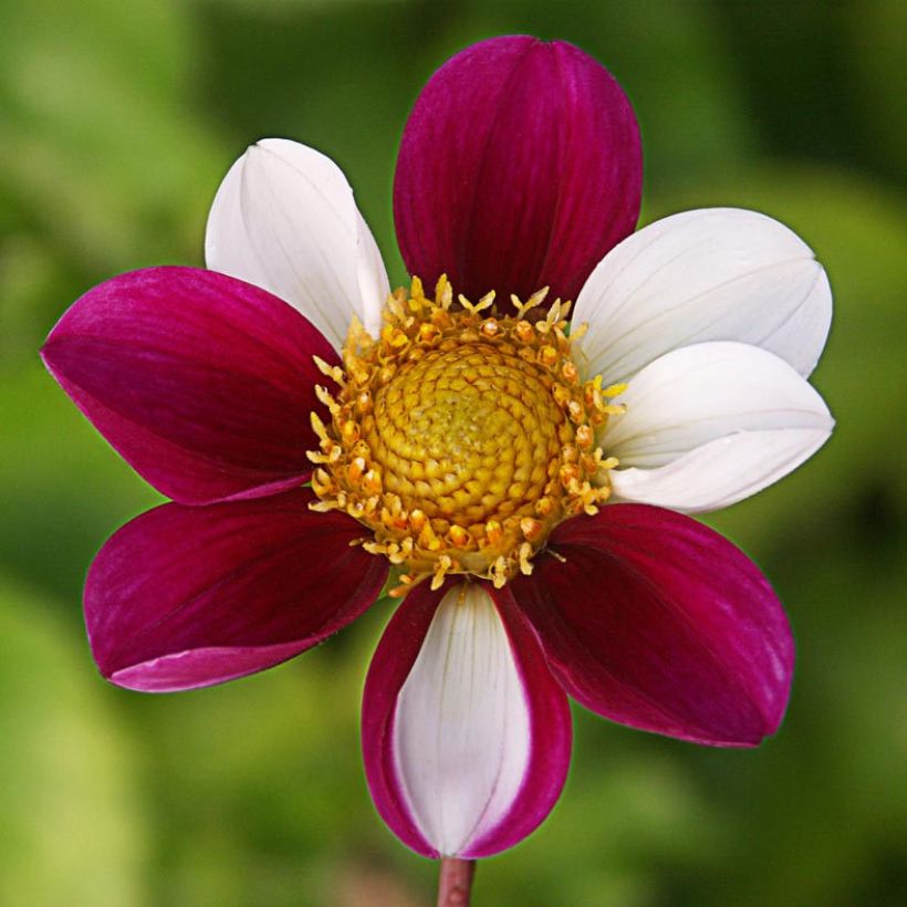 Dahlia paysage Twyning's Smartie (Floraison)