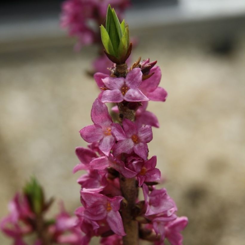 Daphne mezereum var. rubra (Floraison)