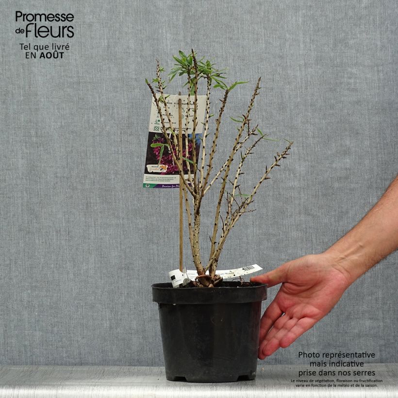 Spécimen de Daphne mezereum var. rubra Pot de 3L/4L tel que livré en été