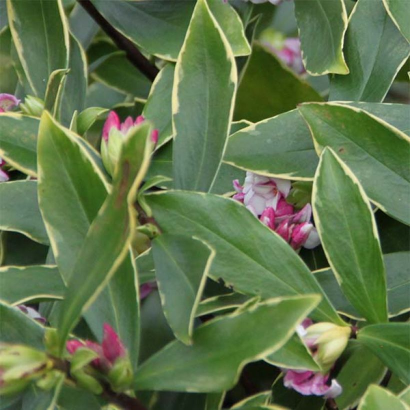 Daphne odora Aureomarginata (Feuillage)