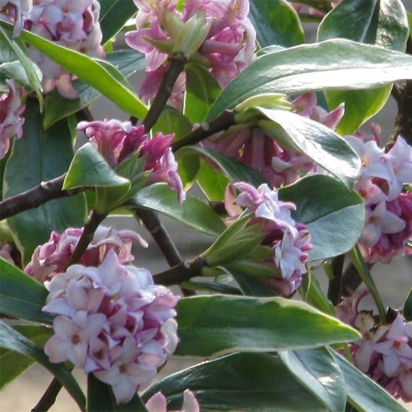 Daphne odora Aureomarginata (Floraison)