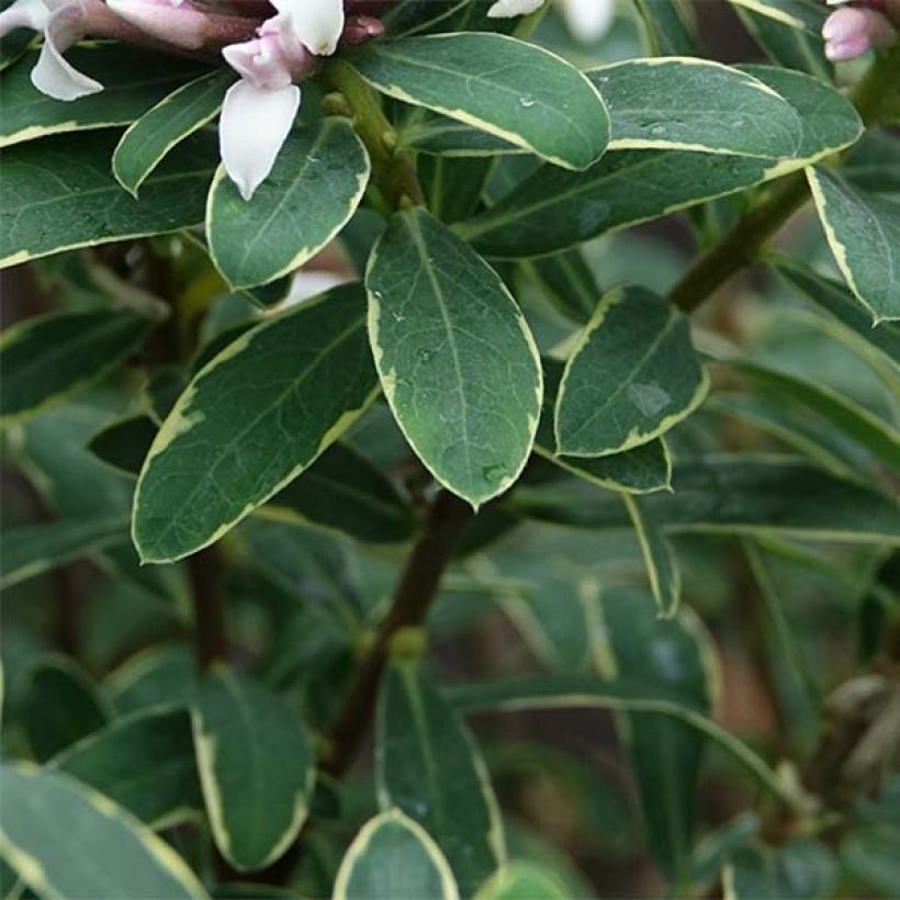 Daphne x transatlantica Summer Ice (Feuillage)