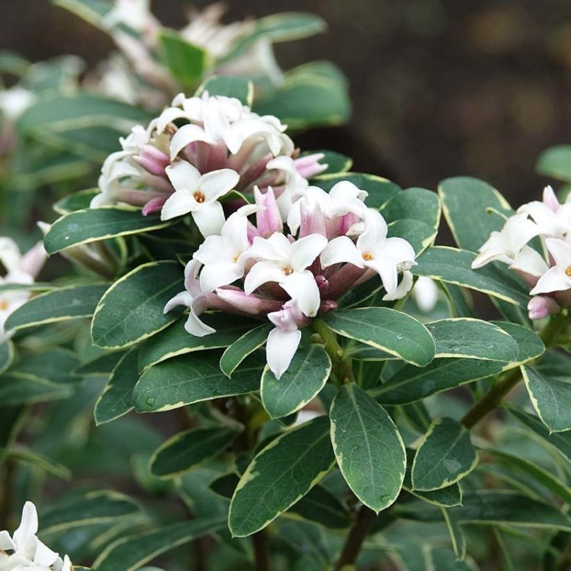 Daphne x transatlantica Summer Ice (Floraison)