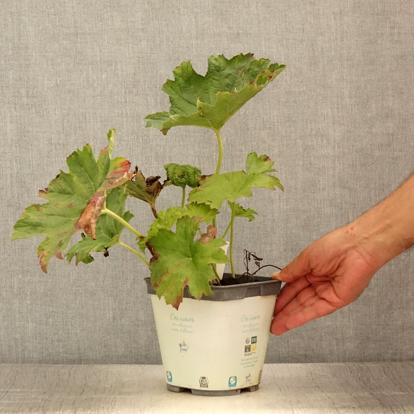 Spécimen de Darmera peltata - Pot de 2L/3L tel que livré en été