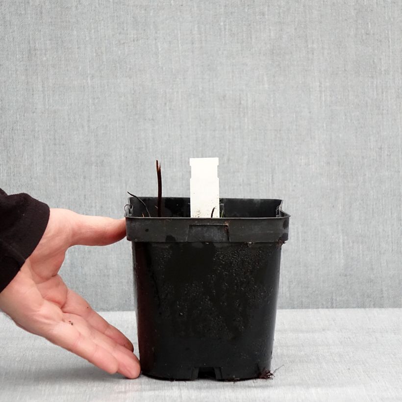 Spécimen de Darmera peltata - Pot de 2L/3L tel que livré en hiver