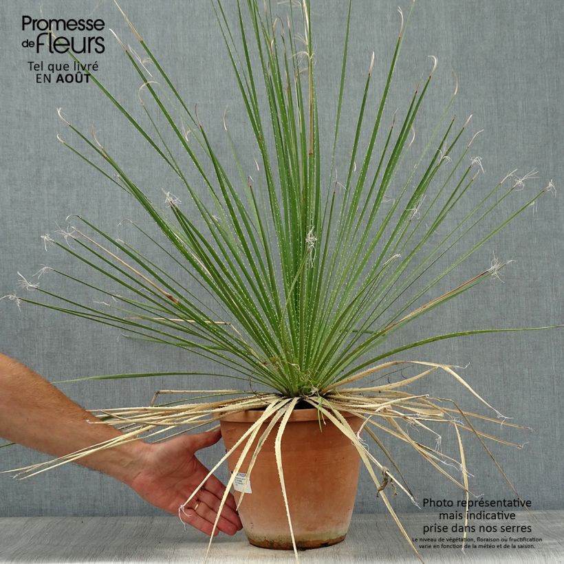 Spécimen de Dasylirion glaucophyllum Pot de 7,5L/10L tel que livré en été