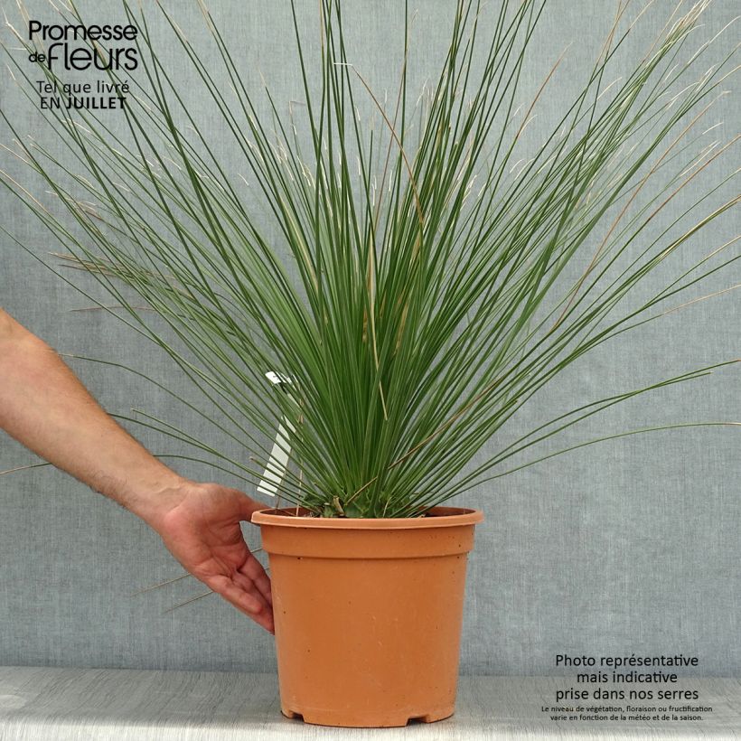 Spécimen de Dasylirion longissimum Pot de 7,5L/10L tel que livré en été