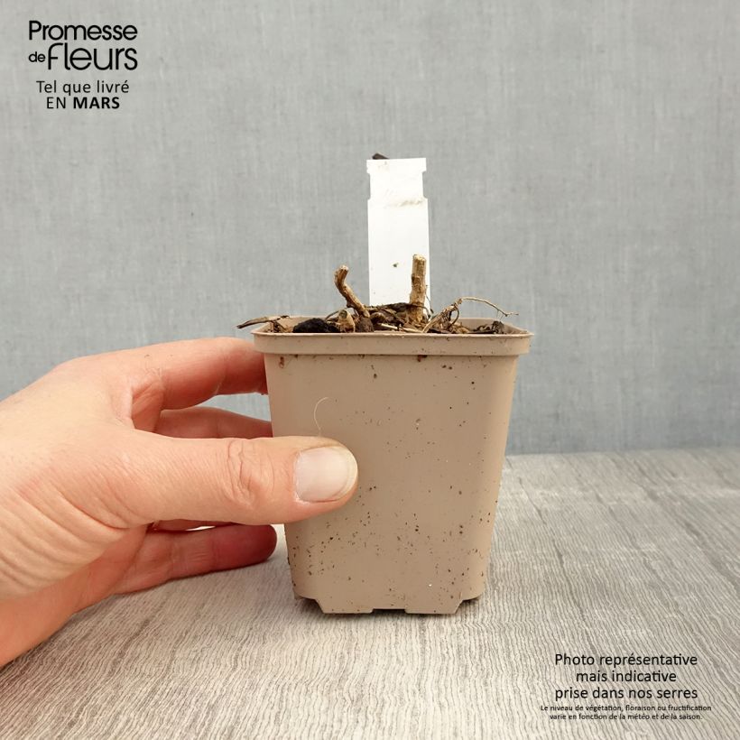 Spécimen de Datisca cannabina - Chanvre vivace Godet de 9cm tel que livré au printemps