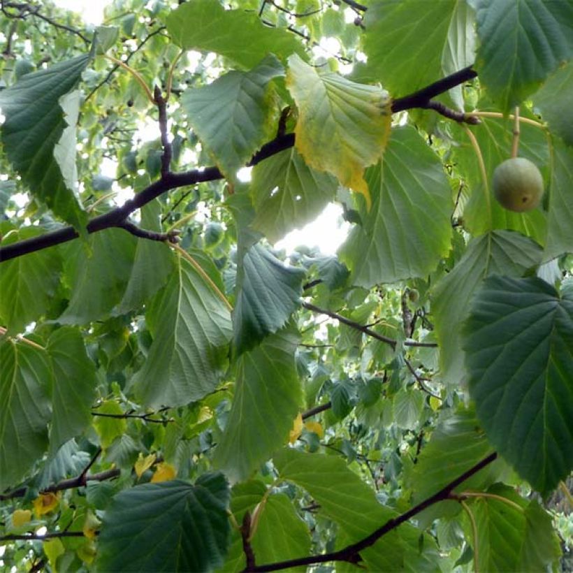 Arbre aux mouchoirs - Davidia involucrata var. vilmoriniana (Feuillage)