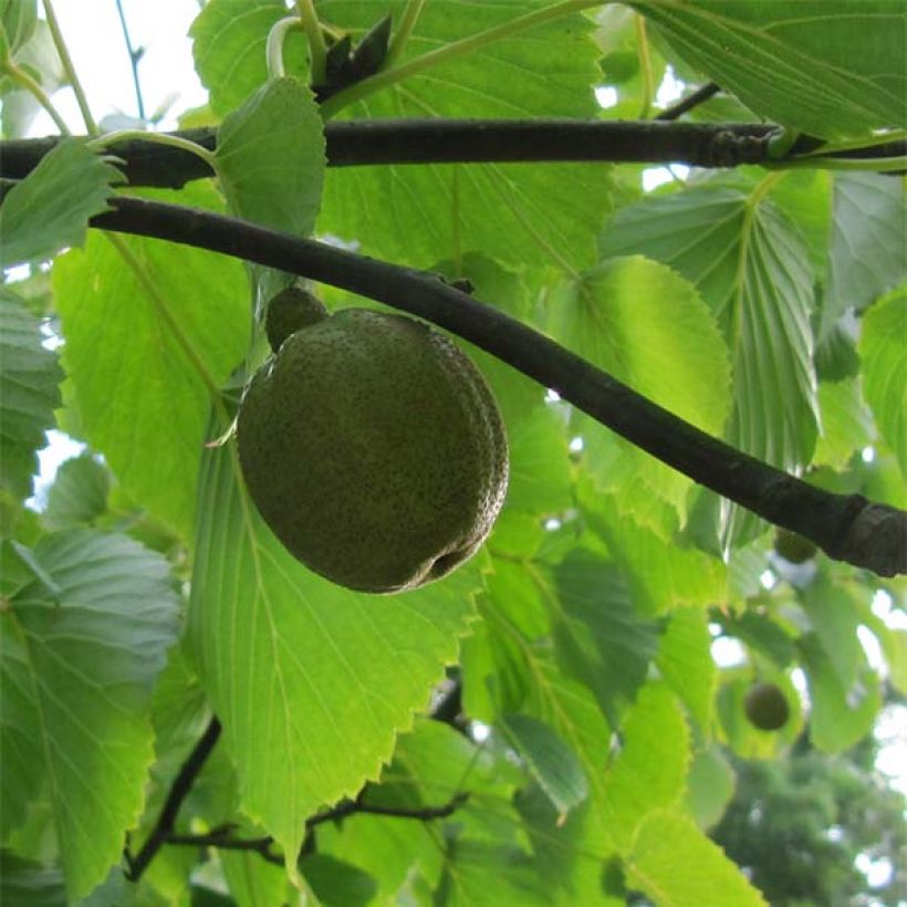 Arbre aux mouchoirs - Davidia involucrata var. vilmoriniana (Récolte)