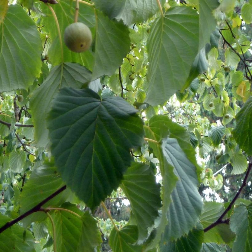 Arbre à mouchoir - Davidia involucrata (Feuillage)