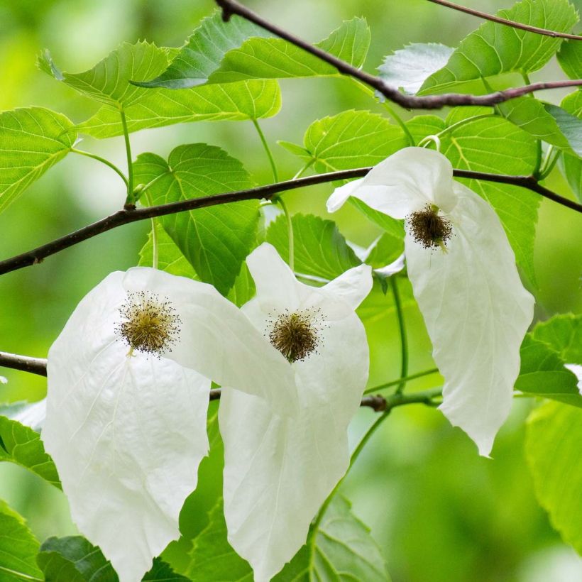 Arbre à mouchoir - Davidia involucrata (Floraison)