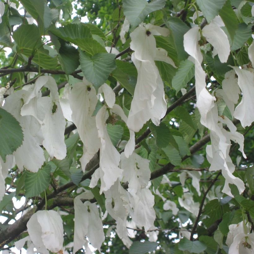 Arbre aux mouchoirs - Davidia involucrata Sonoma (Floraison)