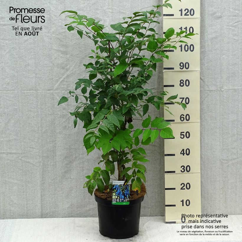 Spécimen de Decaisnea fargesii Pot de 7,5L/10L tel que livré en été