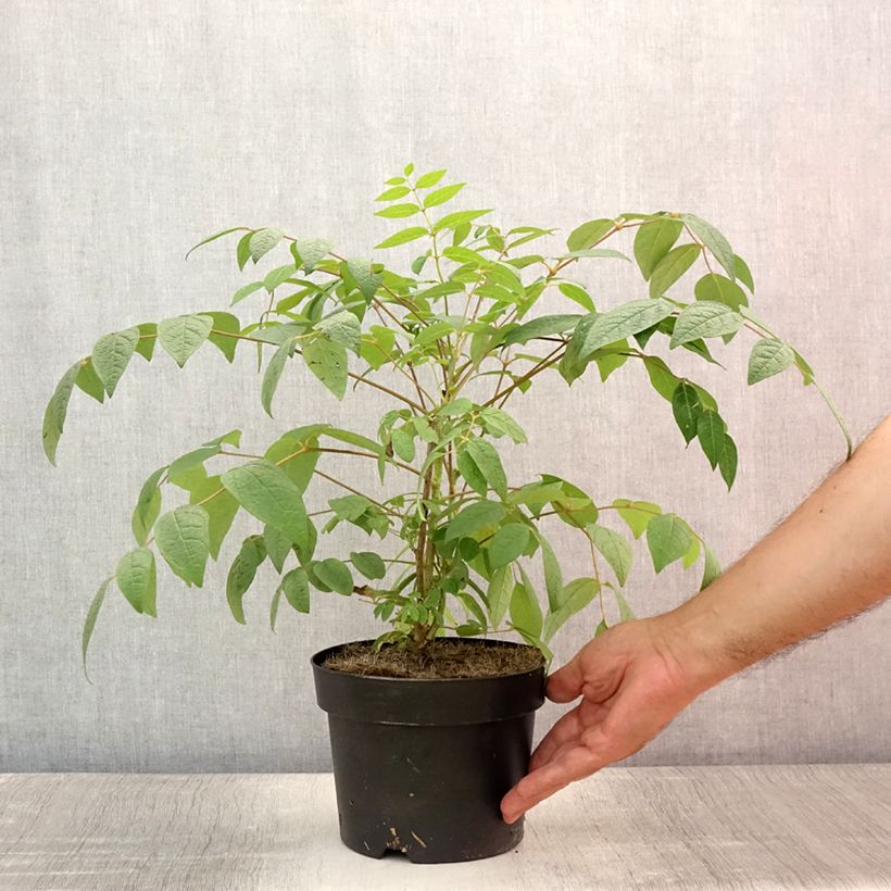 Spécimen de Decaisnea fargesii Pot de 2L/3L tel que livré en été