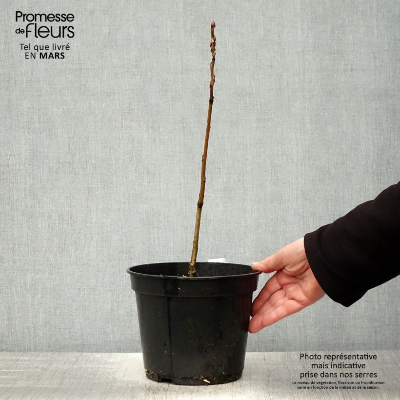 Spécimen de Decaisnea fargesii en pot de 3L tel que livré au printemps