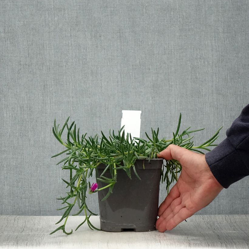 Spécimen de Delosperma cooperi - Pourpier de Cooper Pot de 2L/3L tel que livré en été