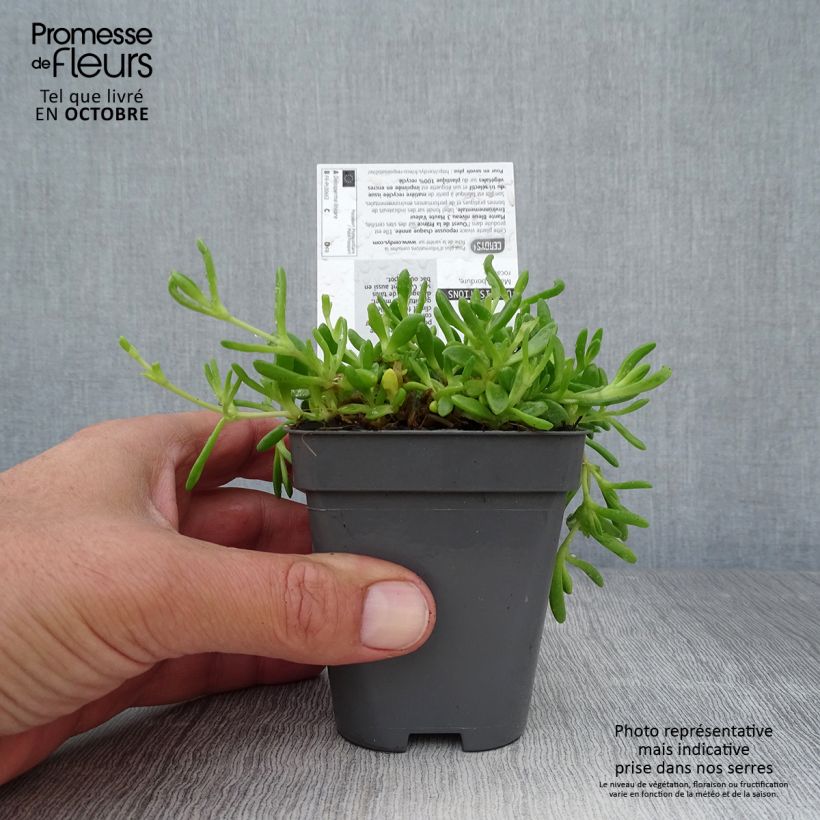 Spécimen de Delosperma lineare - Ficoïde jaune, Pourpier vivace Godet de 8/9 cm tel que livré en automne