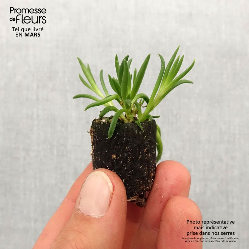 Spécimen de Delosperma Royal Ranger Neon - Mini-motte Ø 3/4 cm tel que livré au printemps
