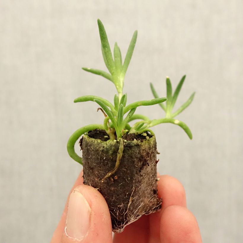 Spécimen de Delosperma Royal Ranger White - Mini-motte Ø 3/4 cm tel que livré au printemps