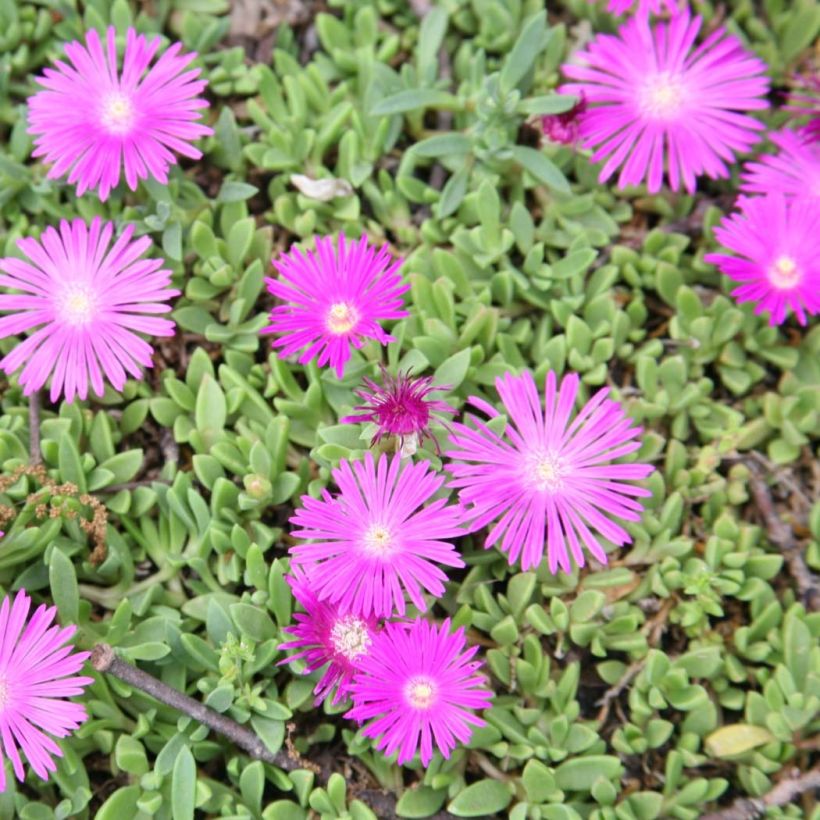 Delosperma Table Mountain - Pourpier vivace  (Floraison)