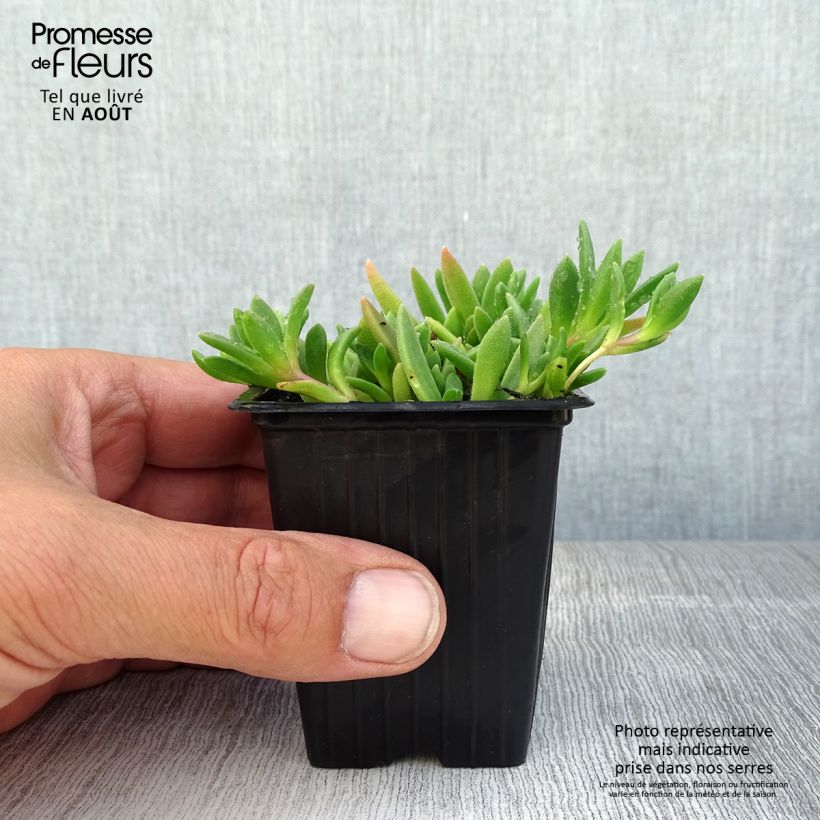 Spécimen de Delosperma Table Mountain - Pourpier vivace  Godet de 7/8 cm tel que livré en été