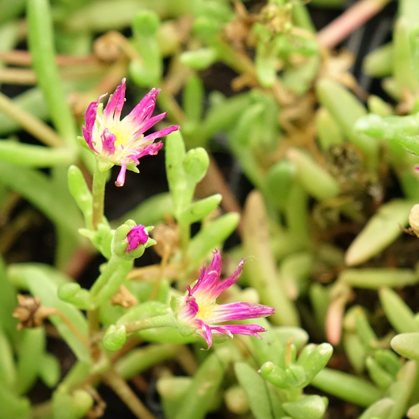 Delosperma Wheels of Wonder Violet (Floraison)