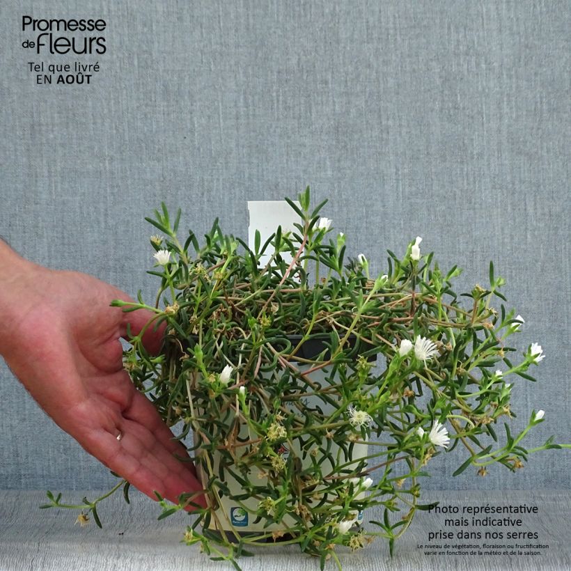 Spécimen de Delosperma Wheels of Wonder White Pot de 2L/3L tel que livré en été
