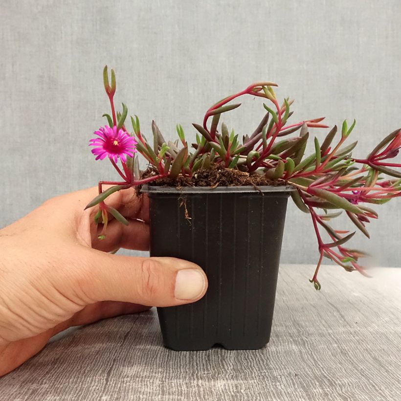 Spécimen de Delosperma Desert Dancers Purple - Godet de 8/9 cm tel que livré en été