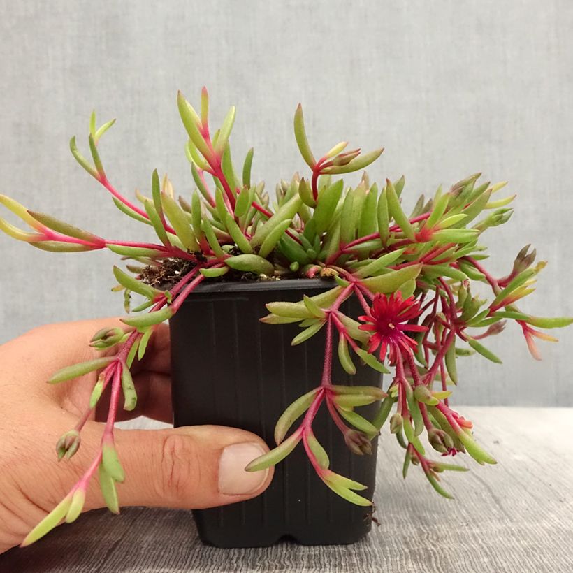 Spécimen de Delosperma Desert Dancers Red - Godet de 8/9 cm tel que livré en été