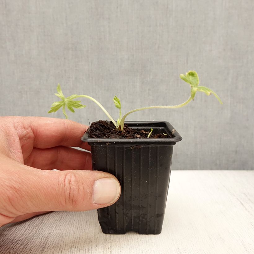 Spécimen de Delphinium belladonna Casablanca - Pied d'Alouette vivace Godet de 9cm tel que livré au printemps