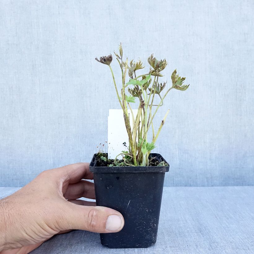 Spécimen de Delphinium belladonna Cliveden Beauty - Pied d'Alouette vivace Godet de 7/8 cm tel que livré en été