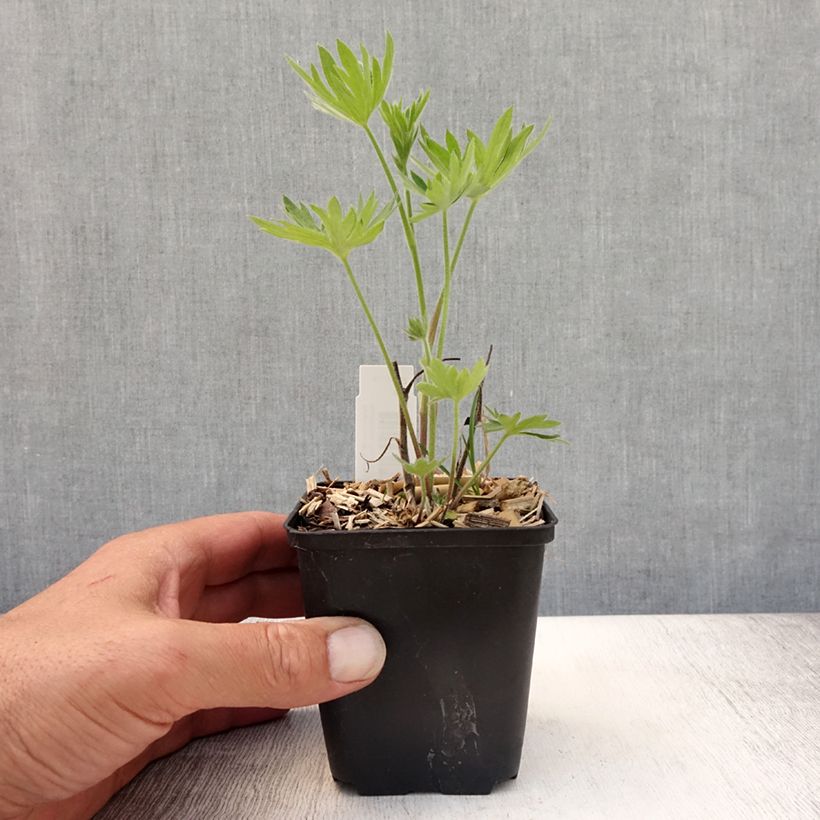 Spécimen de Delphinium belladonna Kleine Nachtmusik - Pied d'Alouette vivace Godet de 8/9 cm tel que livré en été