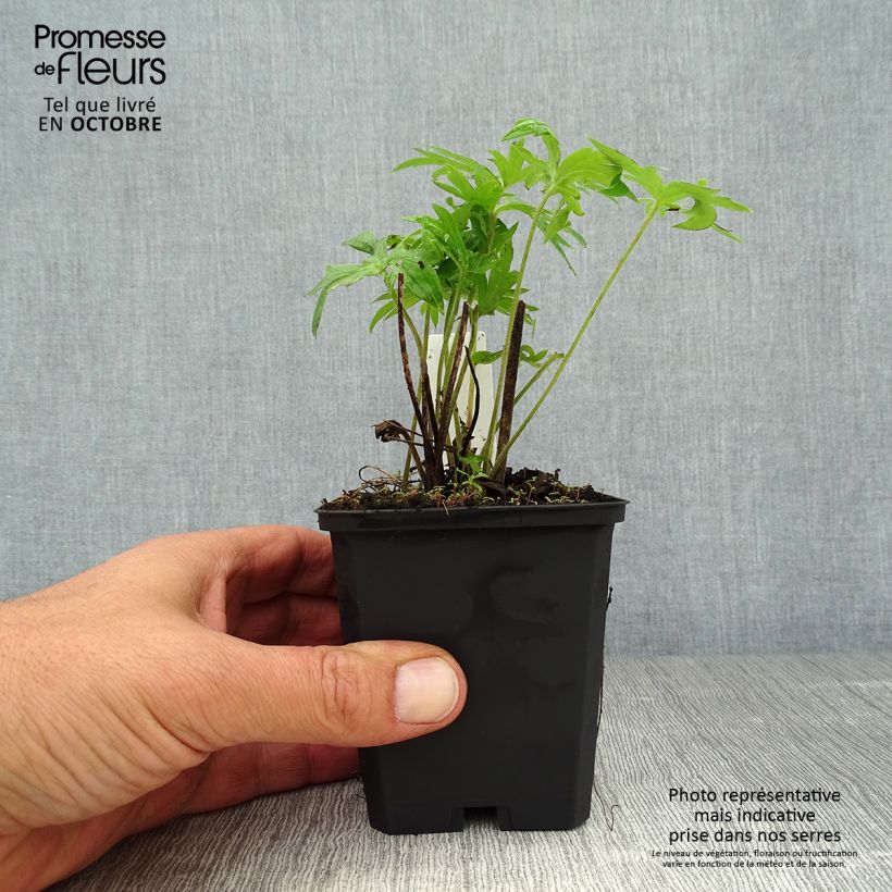 Spécimen de Delphinium belladonna Völkerfrieden - Pied d'Alouette vivace Godet de 8/9 cm tel que livré en automne