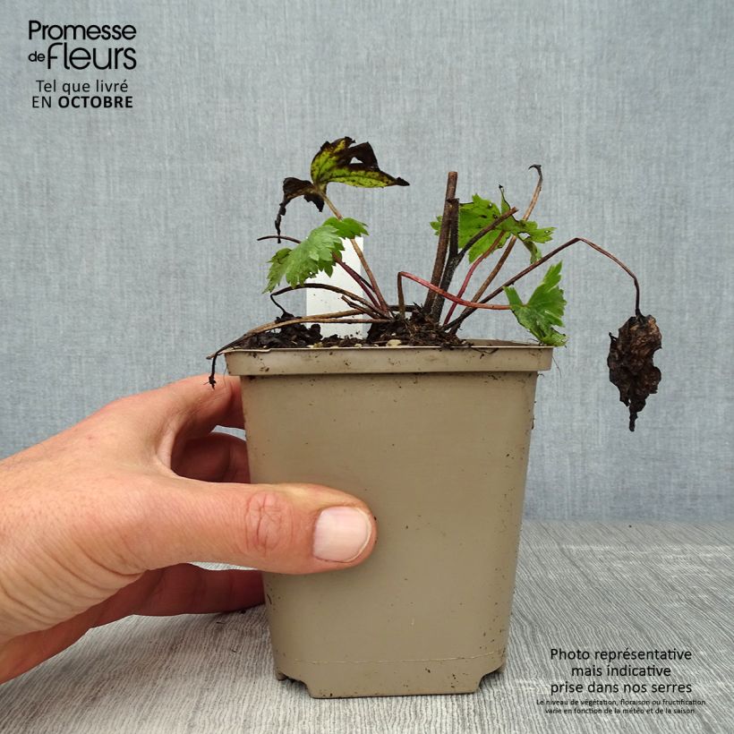 Spécimen de Delphinium Highlander Cha Cha - Pied d'alouette vivace Godet de 8/9 cm tel que livré en automne