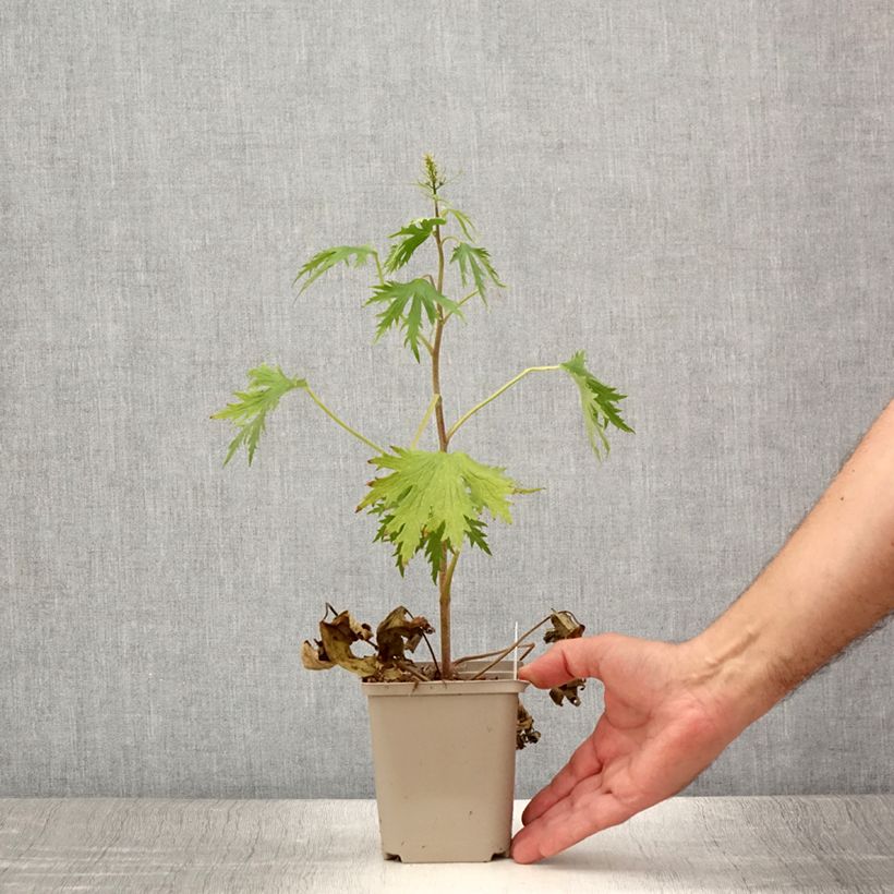 Spécimen de Delphinium Highlander Flamenco - Pied d'Alouette vivace  Godet de 8/9 cm tel que livré en été