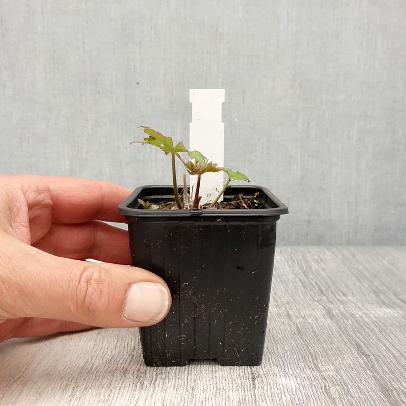 Spécimen de Delphinium Highlander Flamenco - Pied d'Alouette vivace - godet de 9cm tel que livré au printemps