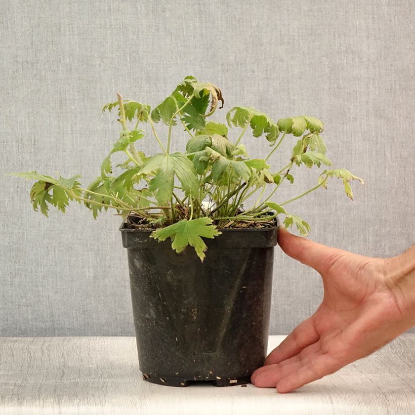 Spécimen de Delphinium Highlander Flamenco - Pied d'Alouette vivace  Pot de 2L/3L tel que livré en été