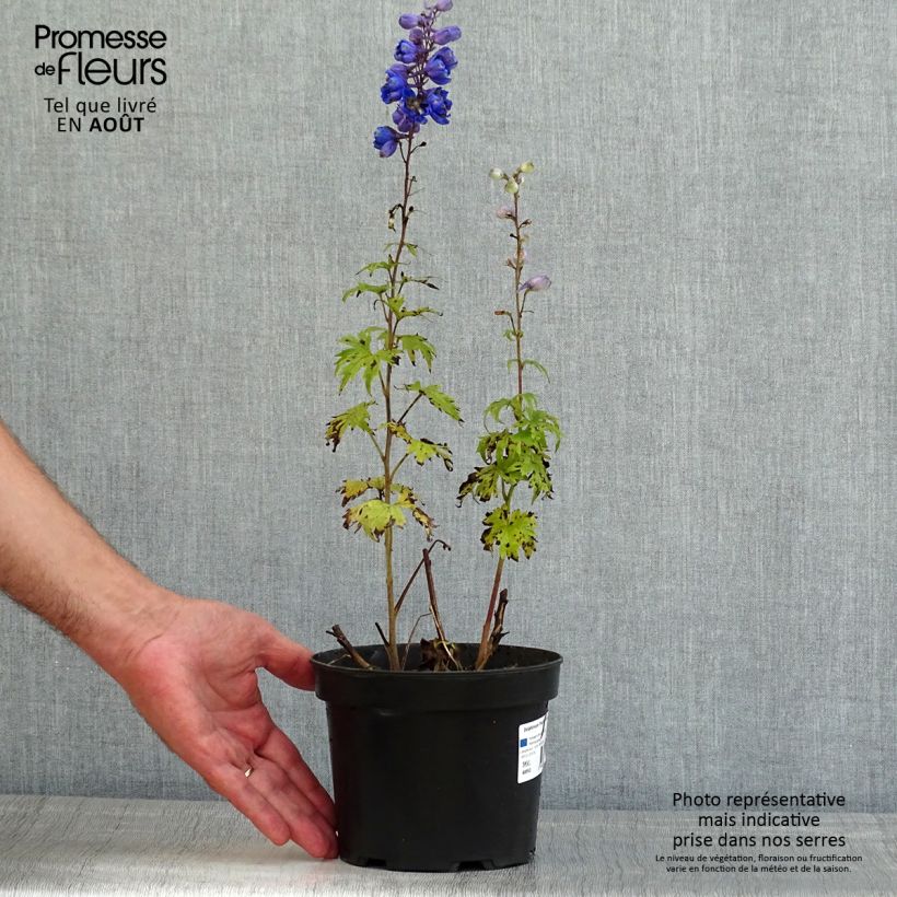 Spécimen de Delphinium Pacific Blue Jay - Pied d'Alouette vivace Pot de 2L/3L tel que livré en été