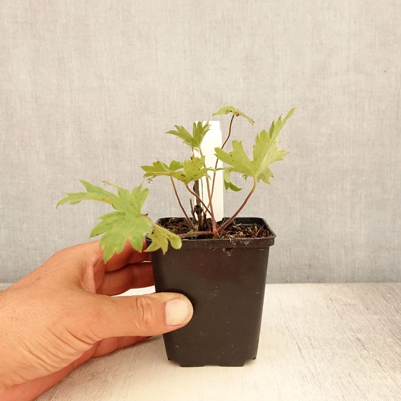 Spécimen de Delphinium x cultorum Finsteraarhorn - Pied d'Alouette vivace Godet de 8/9 cm tel que livré en été