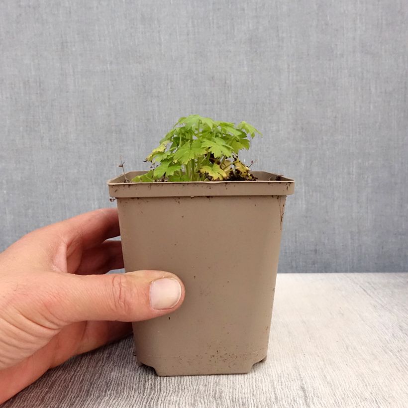 Spécimen de Delphinium x cultorum Finsteraarhorn - Pied d'Alouette vivace Godet de 8 cm tel que livré au printemps