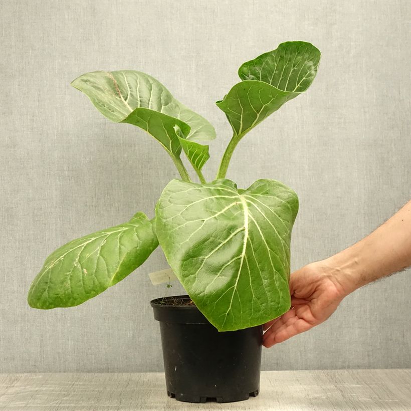 Spécimen de Dendroseris litoralis (littoralis) - Arbre chou  Pot de 4L/5L tel que livré en été