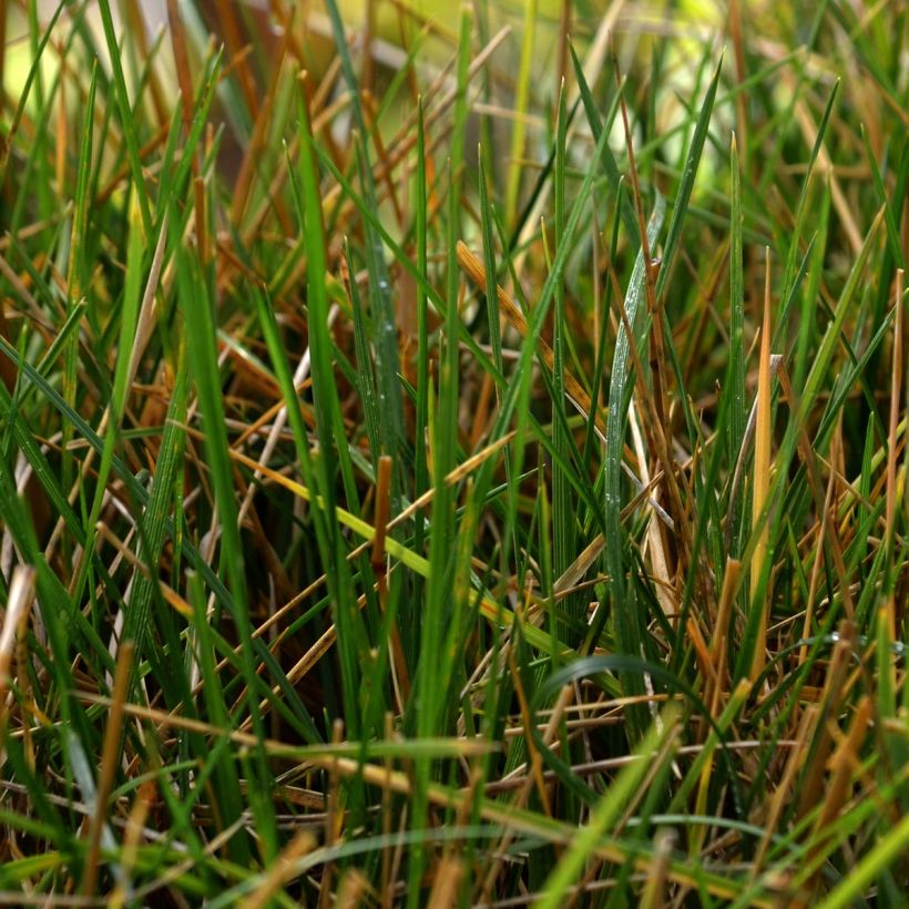 Deschampsia cespitosa - Canche cespiteuse (Feuillage)