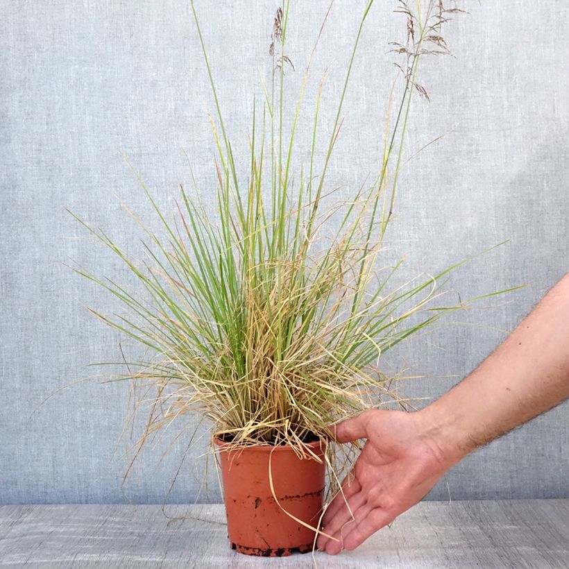 Spécimen de Deschampsia cespitosa Bronzeschleier - Canche cespiteuse Pot de 2L/3L tel que livré en été