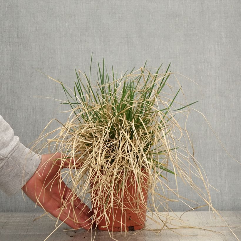 Spécimen de Deschampsia cespitosa Bronzeschleier - Canche cespiteuse en Pot 2L./3L. tel que livré au printemps
