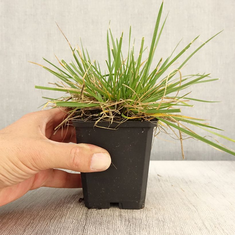 Spécimen de Deschampsia cespitosa Goldschleier - Canche cespiteuse Godet de 8/9 cm tel que livré en automne