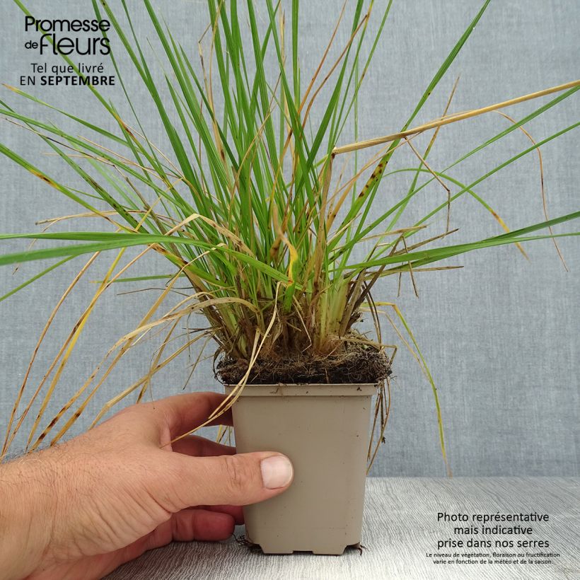 Spécimen de Deschampsia cespitosa Goldschleier - Canche cespiteuse Godet de 8/9 cm tel que livré en été