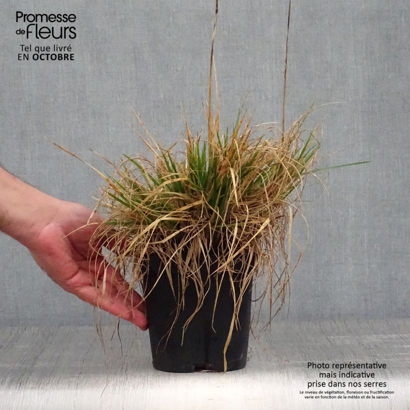 Spécimen de Deschampsia cespitosa Goldschleier - Canche cespiteuse Pot de 1,5L/2L tel que livré en automne